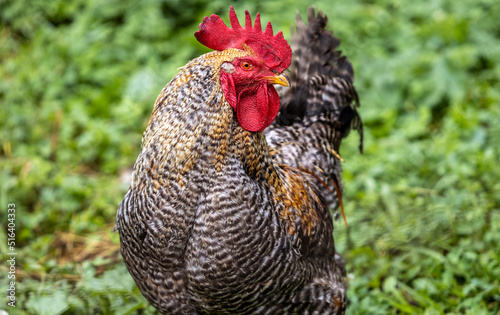 Rooster close up in grass fied