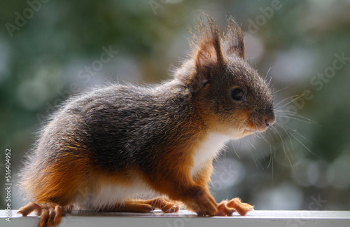 Squirre babyl in the park