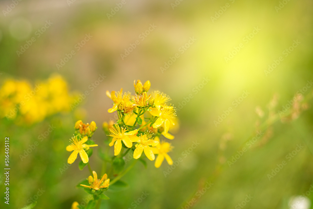 Medicinal herbs. Yellow St. John 's Wort Flowers Medicinal herbs. Yellow St. John 's Wort Flowers