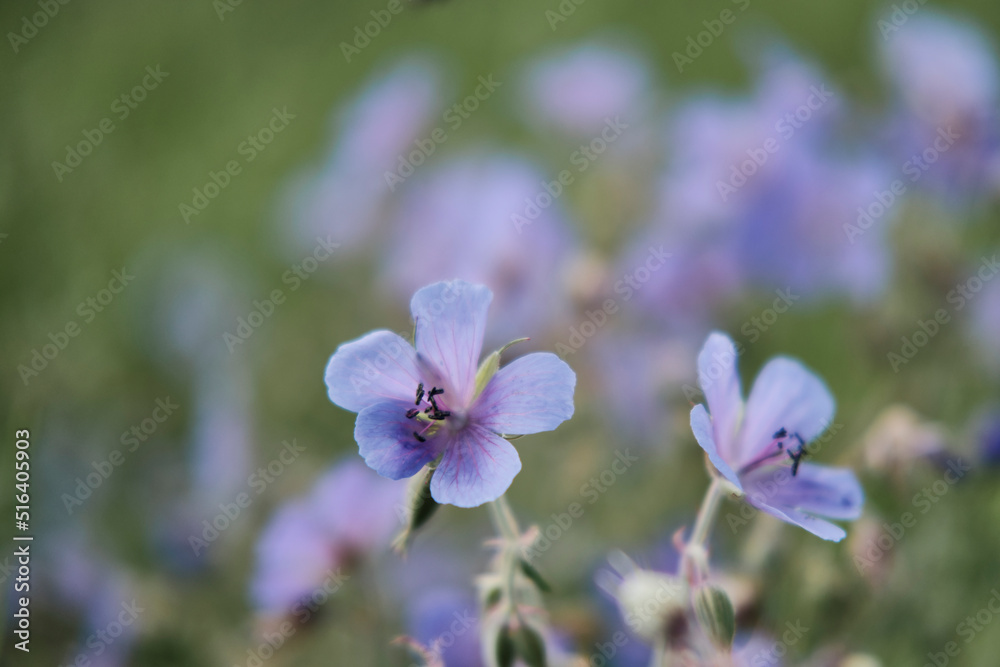 Blurred summer floral background. Beautiful purple wildflowers close up . Blurred summer floral background. Beautiful purple wildflowers close up .