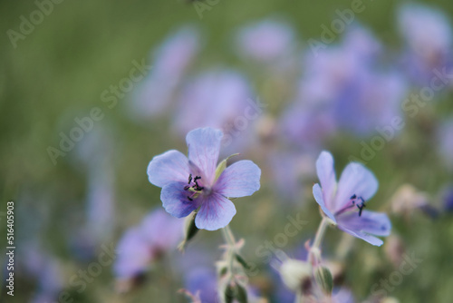 Blurred summer floral background. Beautiful purple wildflowers close up .