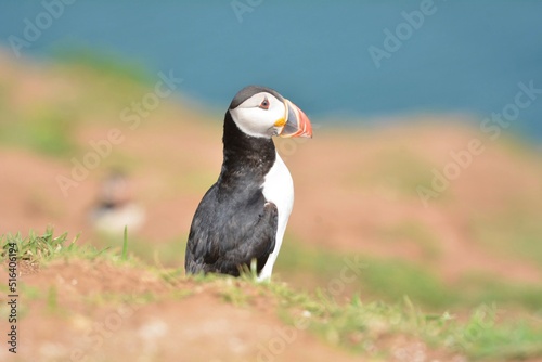 atlantic puffin or common puffin