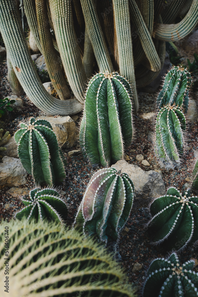 Cactus plantation in a large greenhouse in the botanical garden. Cactus plantation in a large greenhouse in the botanical garden.