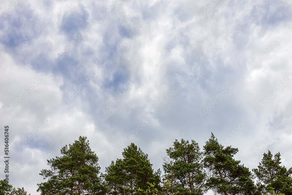 sky before the rain on the background of the forest sky before the rain on the background of the forest