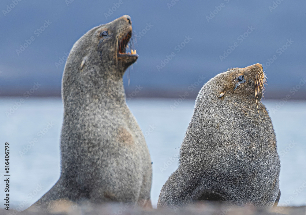 Fototapeta premium 2 Antarktische Seebären (Arctocephalus gazella) auf Deception Island - Whalers Bay (Süd-Shetlandinseln) freigestellt vor blauem Hintergrund 