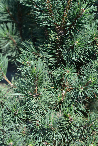 Dwarf mountain pine Mops