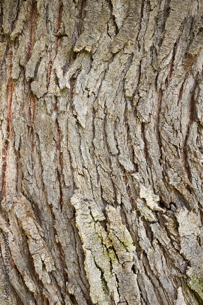 Fototapeta premium Tamarix gallica 