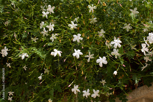 Jasminum grandiflorum in bloom photo