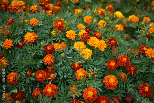 tagetes in bloom © simona
