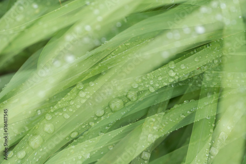 Dew on a leaf. Rain. Relaxation. Botany. Gardening. Defocused. Green. 