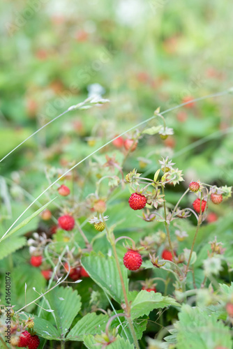 Blurred image of wild strawberries with berries on the background of the greenery of the meadow.