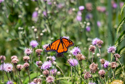 Monarch butterfly feeds on wild chives © mynewturtle