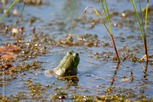 Young green frogs or bullfrogs sit in a marsh in canada © mynewturtle