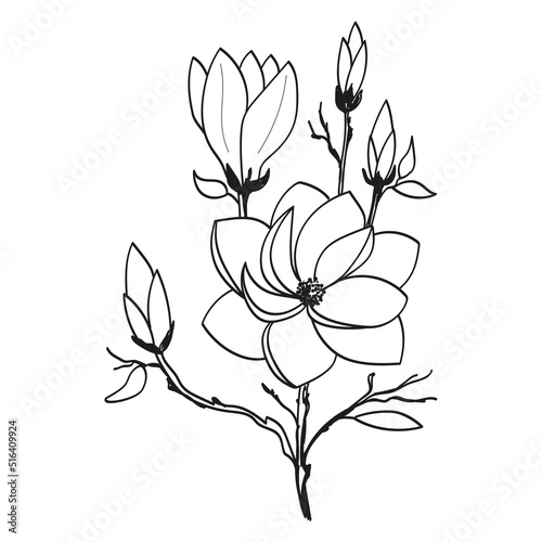Branch with flowers and buds of magnolia in doodle style on a white background.