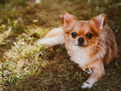 Brown chihuahua sitting on grass.