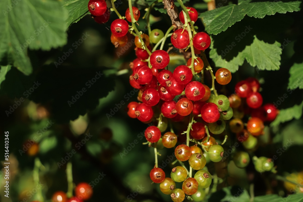 Closeup view of red currant bush with ripening berries outdoors on sunny day. Space for text Closeup view of red currant bush with ripening berries outdoors on sunny day. Space for text