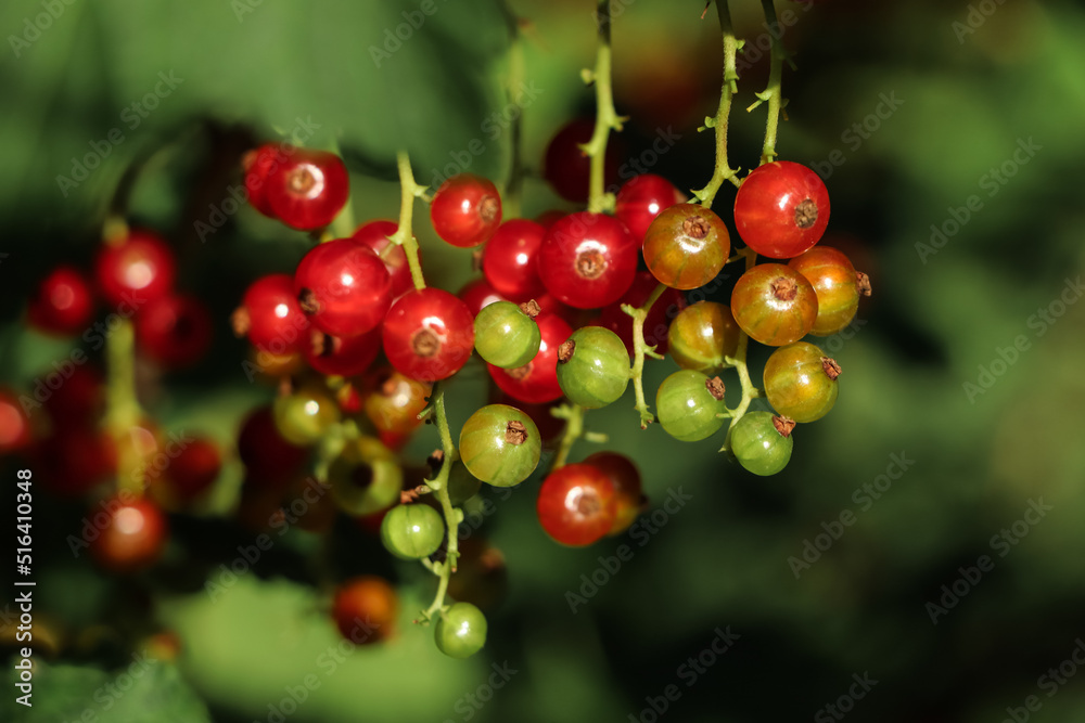 Closeup view of red currant bush with ripening berries outdoors on sunny day Closeup view of red currant bush with ripening berries outdoors on sunny day