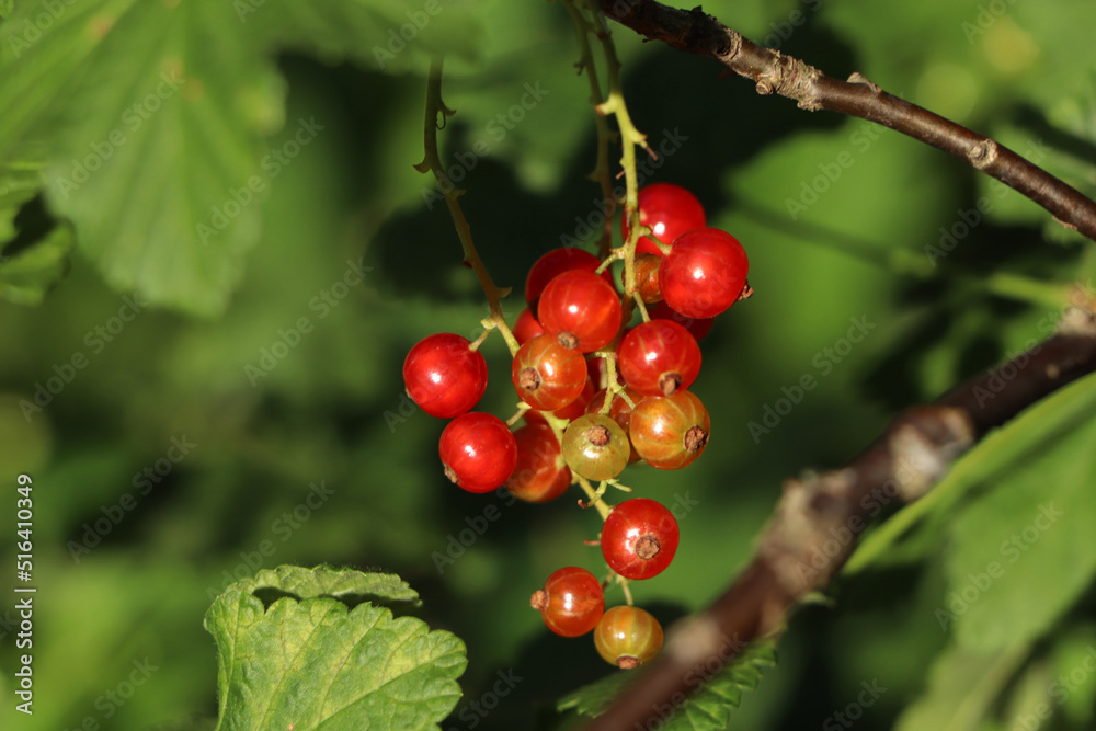 Closeup view of red currant bush with ripening berries outdoors on sunny day Closeup view of red currant bush with ripening berries outdoors on sunny day