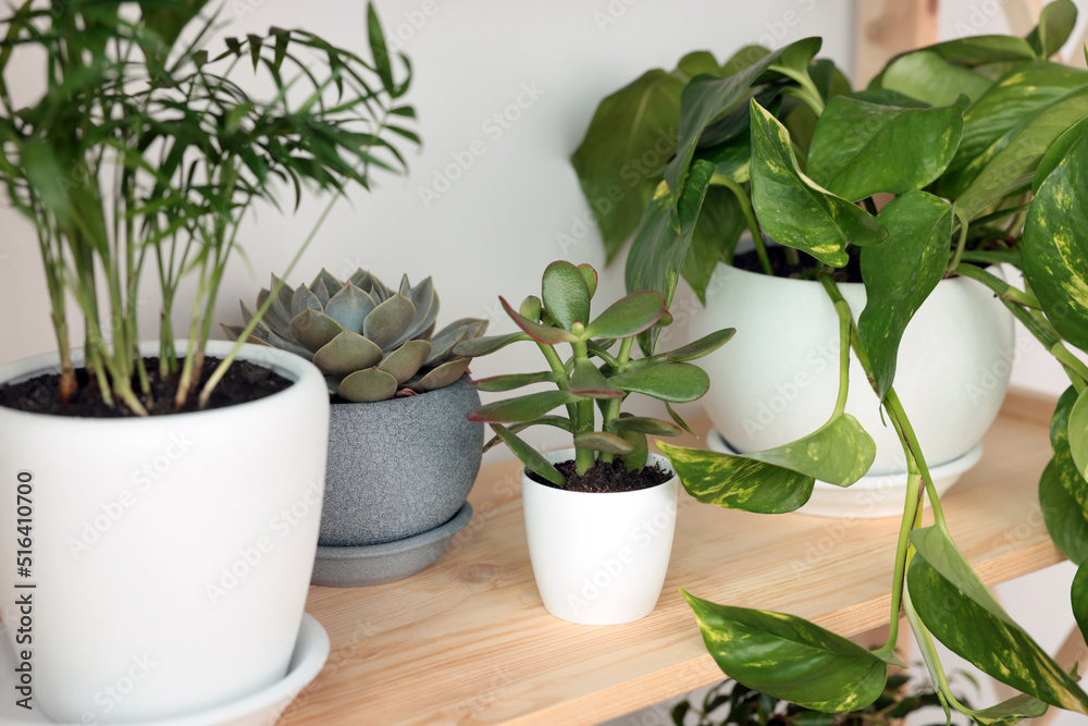 Fototapeta premium Many beautiful house plants on shelving unit indoors, closeup. Home design idea