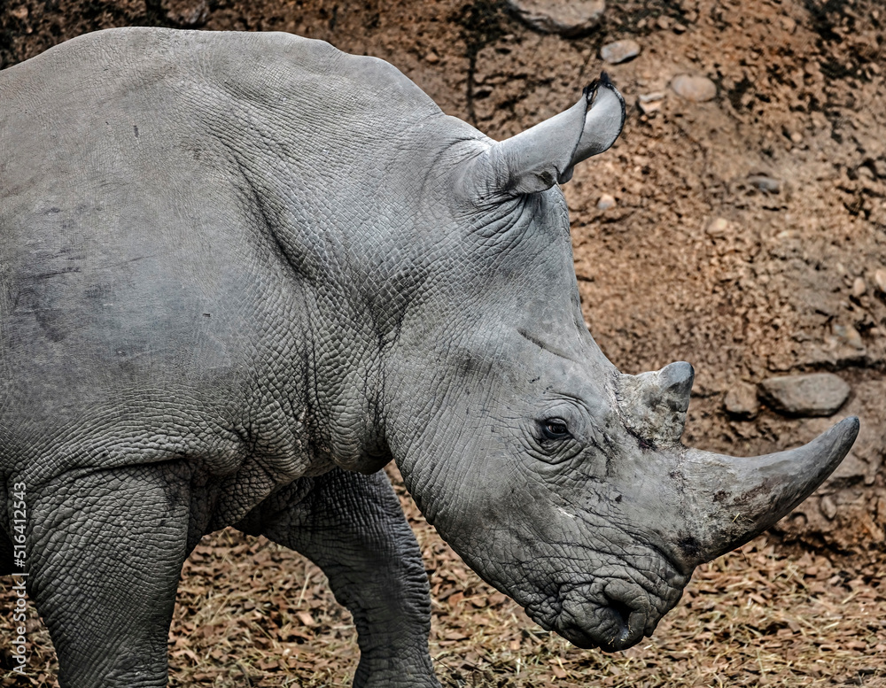 Fototapeta premium African rhinoceros head. Latin name - Diceros bicornis 