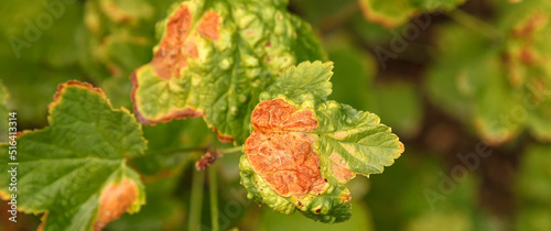 Currant disease in which red spots appear on the leaves. Anthracnose photo