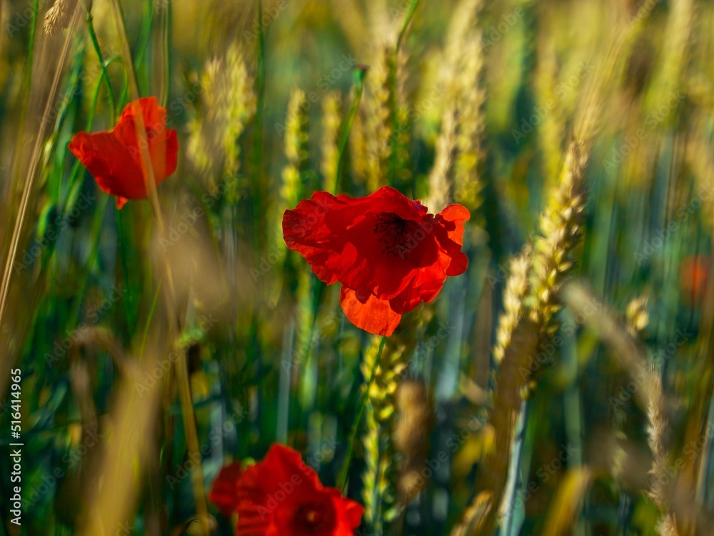 Fototapeta premium red poppy flower on the background of wheat field