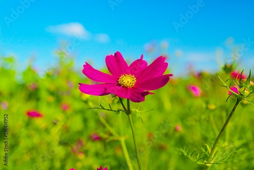 pink cosmos flower in the green meadow on the background of a blue sky on a sunny summer day