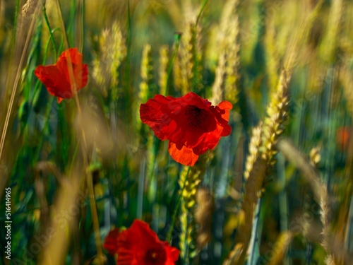 red poppy flower on the background of wheat field
