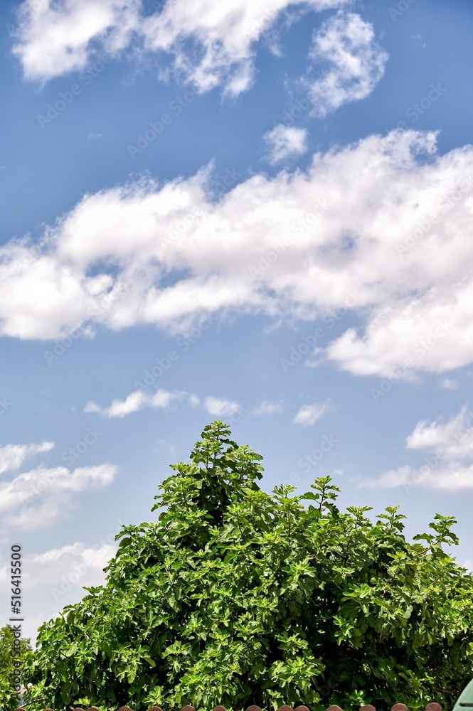 Beautiful white clouds on a deep blue sky behind the green leaves of a tree Beautiful white clouds on a deep blue sky behind the green leaves of a tree