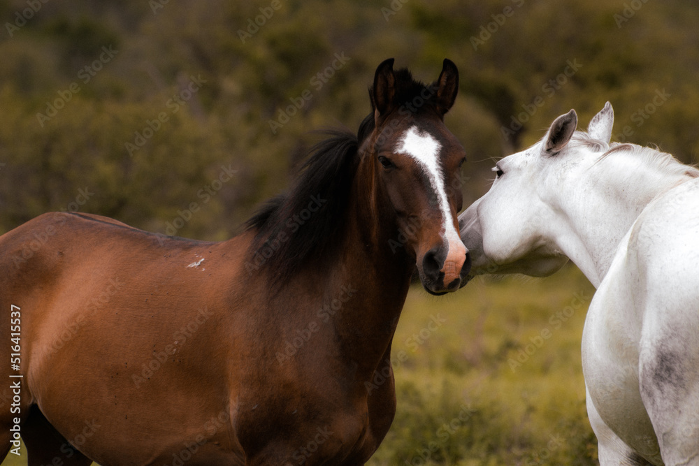 Obraz premium Caballos en estado salvaje