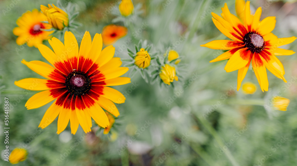 large yellow flower in a meadow large yellow flower in a meadow