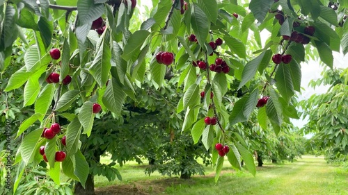 A photo of a cherry tree in a orchard