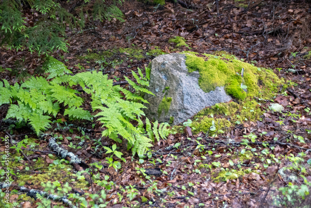 Fototapeta premium moss on the stone
