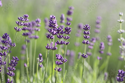 Lavender grows in the garden on a summer sunny day. A beautiful plant with lilac flowers for decorative use.