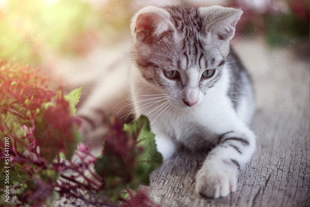The grey and white tabby kitten. The grey and white tabby kitten.