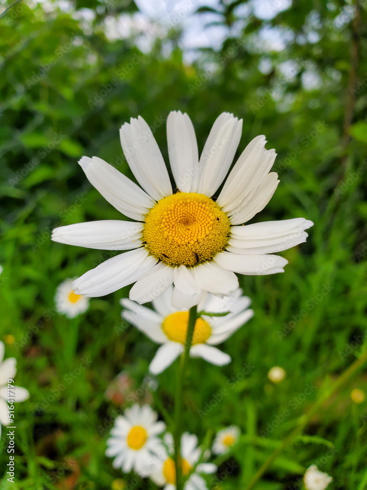 Fototapeta premium daisy in the grass