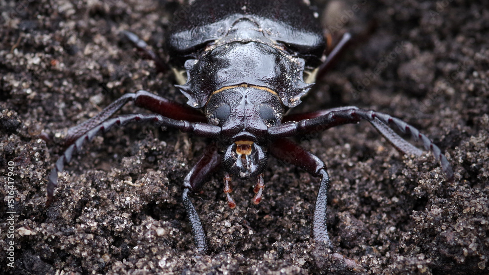 Large longhorn beetle sits on the soil. Selective focus.