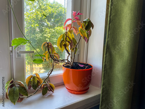 Houseplant Pereskia (Rose Cactus) on the windowsill photo