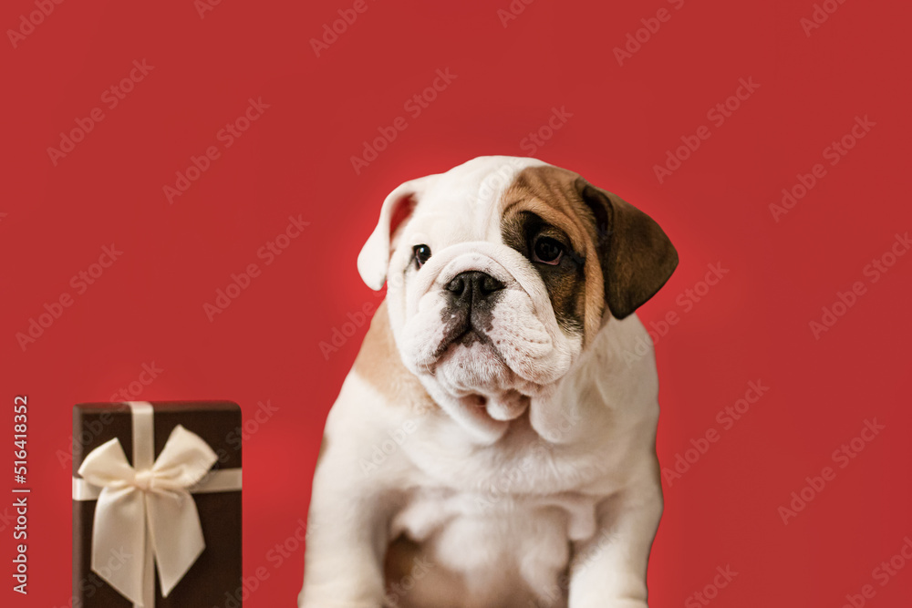 An English bulldog puppy on a red background. A thoroughbred dog and a gift box