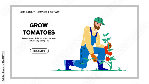 Grow Tomatoes Vegetable On Farm Land Field Vector. Man Farmer Carrying And Harvesting Grow Tomatoes On Agricultural Farmland. Character Agriculture Plant Web Flat Cartoon Illustration