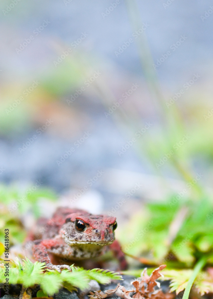 Obraz premium Tiny Common toad