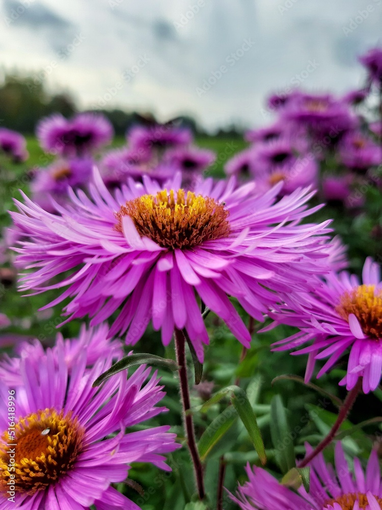 Flowers Flowers