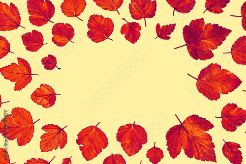 Autumn orange dry leaves background. Flat lay.
