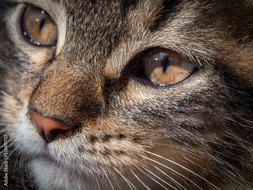portrait of a cutte tabby kitten