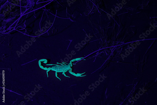 A sand scorpion glowing under an ultraviolet light faces to the right with pincers open waiting to catch it's prey. photo