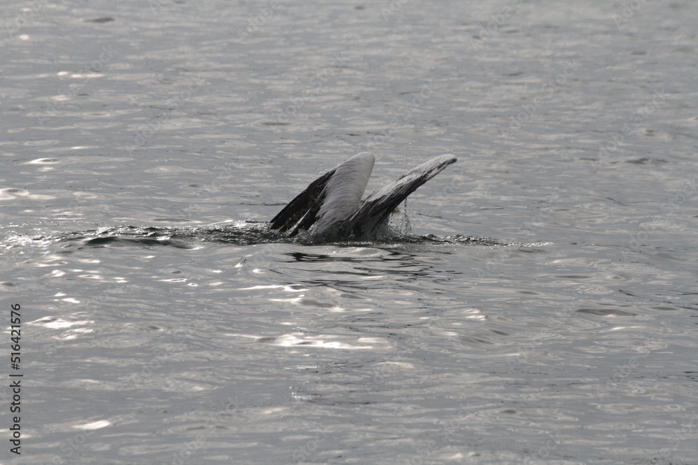 Fototapeta premium Pelican