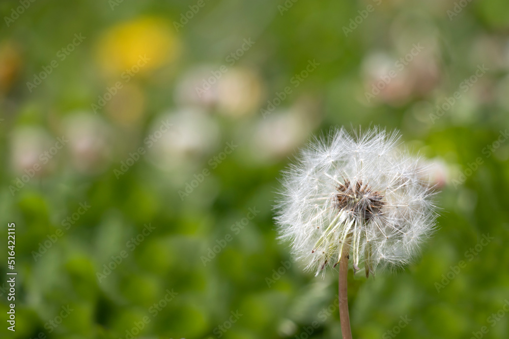 dandelion in the grass dandelion in the grass