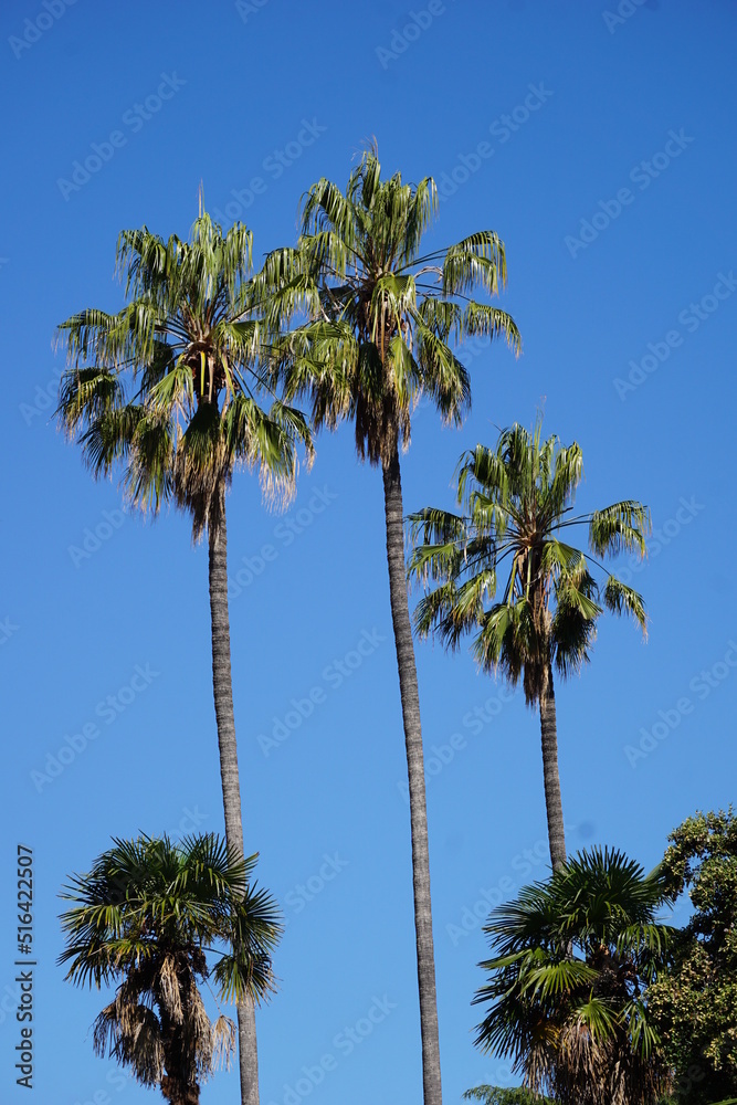 Palm trees against the clear blue sky