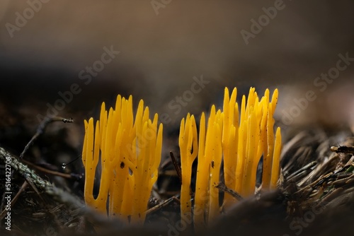 Closeup of Calocera viscosa, commonly known as the yellow stagshorn. photo