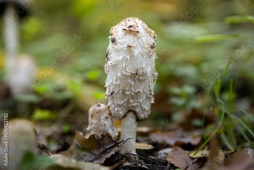 Closeup of Coprinus comatus, the shaggy ink cap, lawyer's wig. photo